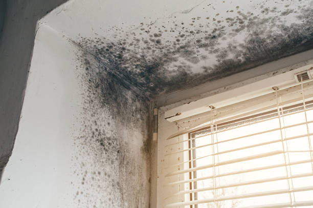 Affordable Mold Inspection solutions in Fort George G Meade, MD